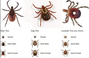 3 common ticks in NE
