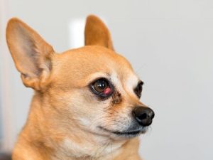 small dog with cherry eye surgery