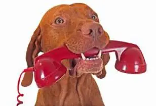 Dog Phone Call Dog calling to get spay neutered